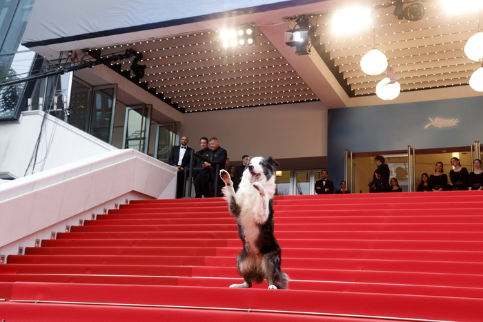 Il Cane Celebre Di Cannes Mes